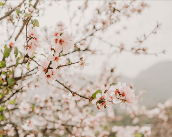 Imagen de un almendrero en flor en Valsequillo / TA